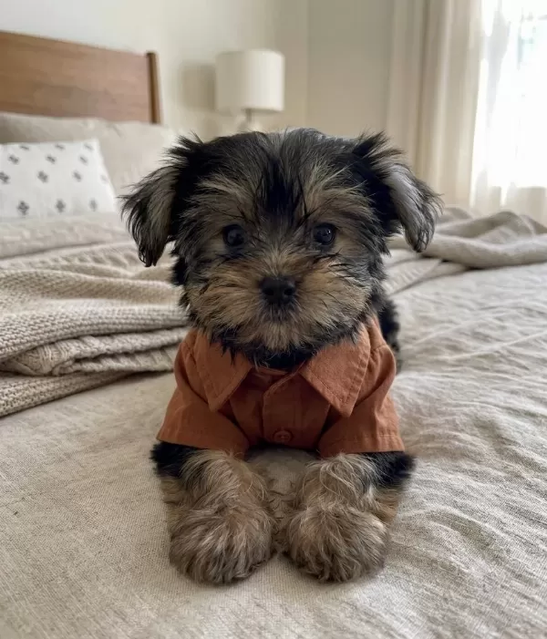 Teacup Yorkshire Terrier Yavrular