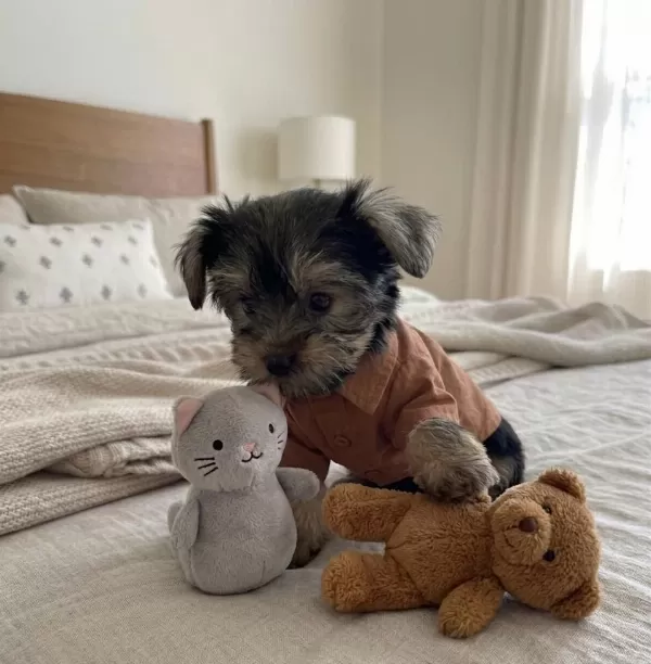 Teacup Yorkshire Terrier Yavrular