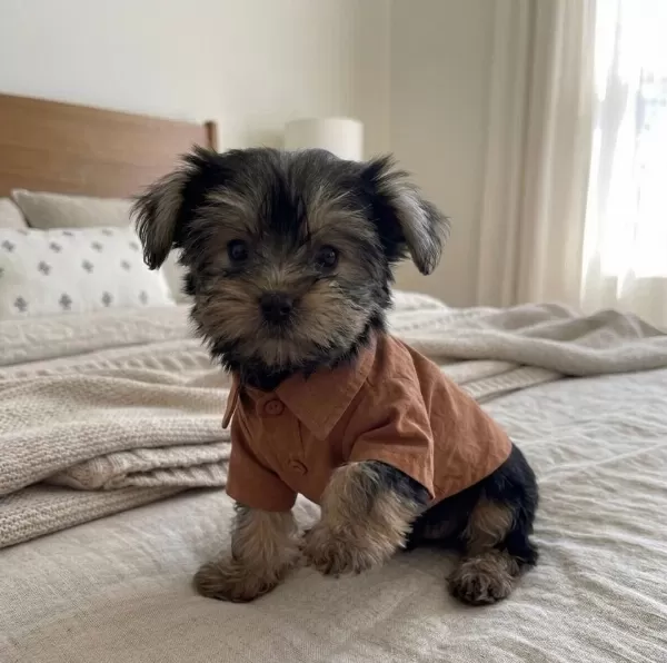 Teacup Yorkshire Terrier Yavrular