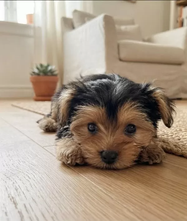 Teddy Yüz Hattına Sahip Köpeğimiz