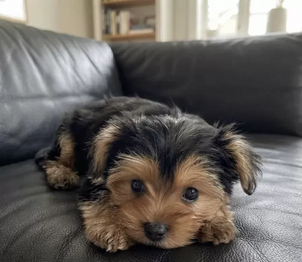 Teddy Yüz Hattına Sahip Köpeğimiz