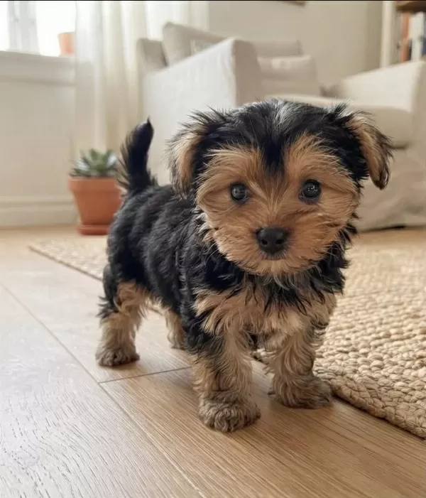 Teddy Yüz Hattına Sahip Köpeğimiz
