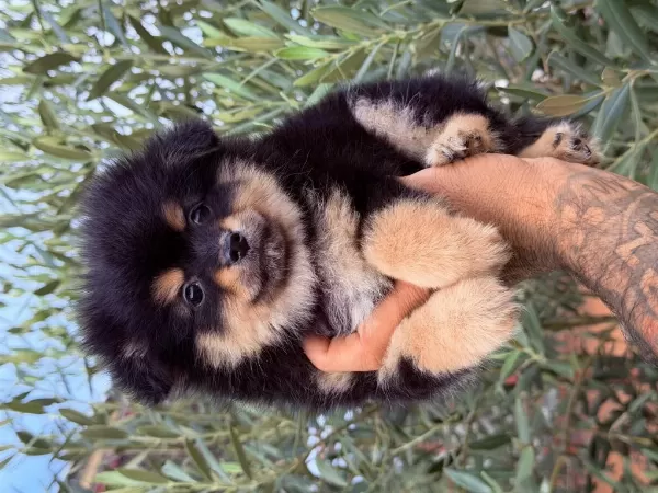Pomeranian Boo Ayı Surat Yavrular