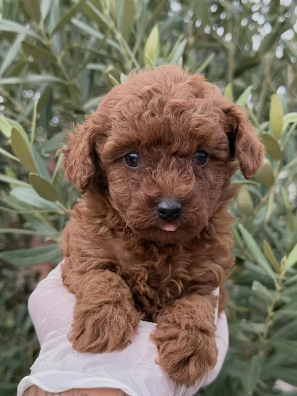 Kore Toy Poodle Yavrular