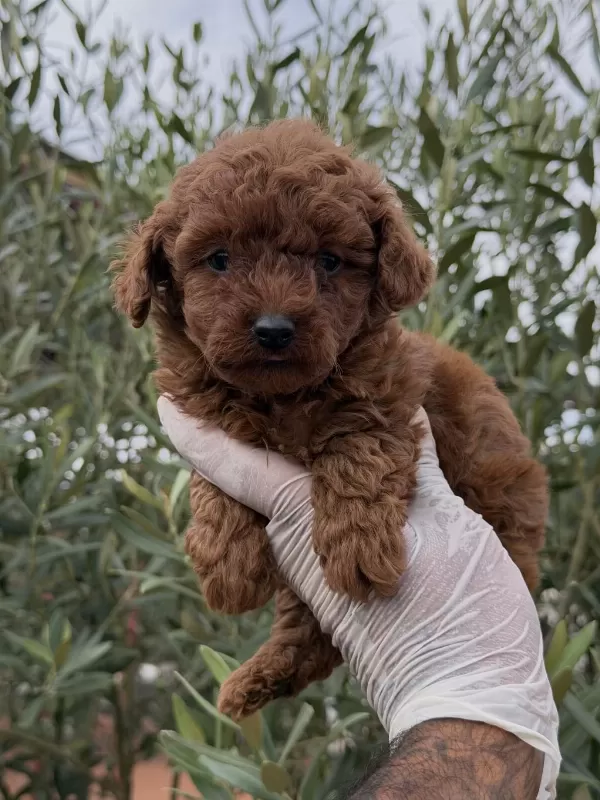 Kore Toy Poodle Yavrular