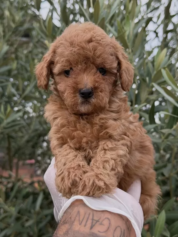 Kore Toy Poodle Yavrular
