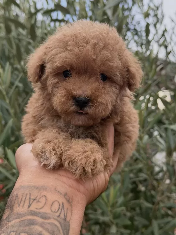 Kore Toy Poodle Yavrular