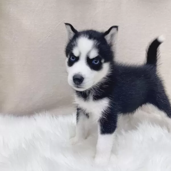 Husky Sibirya Yavrulari