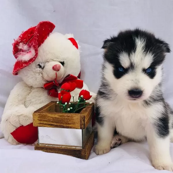 Husky Sibirya Yavrulari