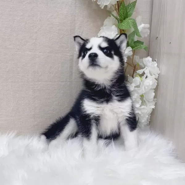 Husky Sibirya Yavrulari