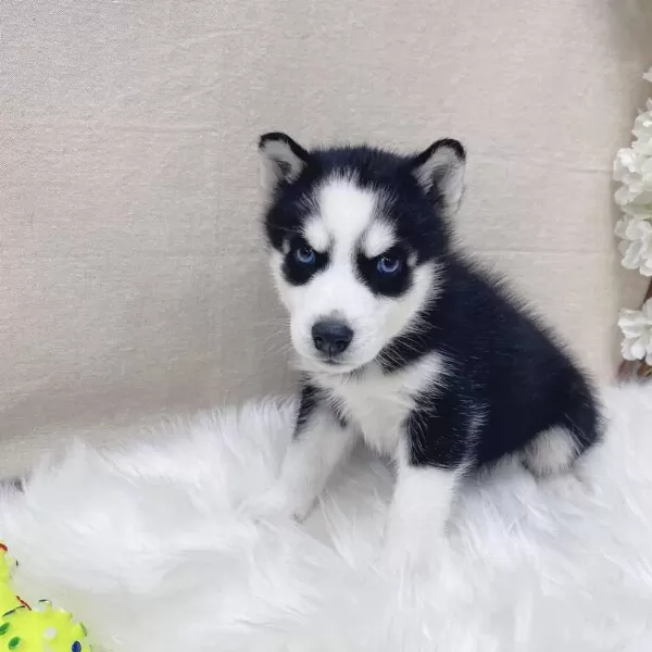 Husky Sibirya Yavrulari