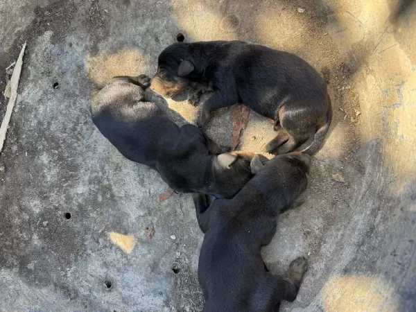 Doberman A Kalite Köpekler