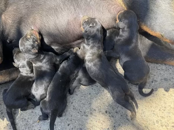 Doberman A Kalite Köpekler