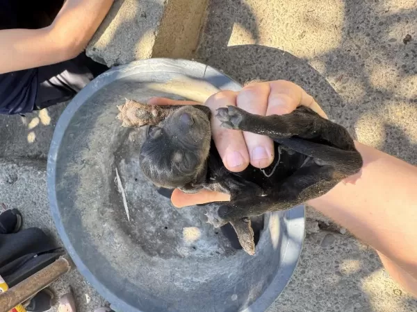 Doberman A Kalite Köpekler