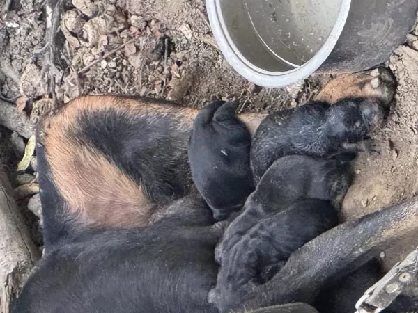 Doberman A Kalite Köpekler