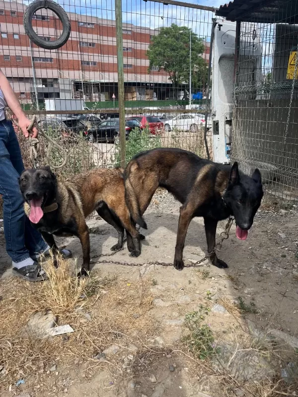 Belçika Malinois Bebekler