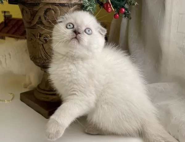 Scottish Fold Blue Point Yavrularim