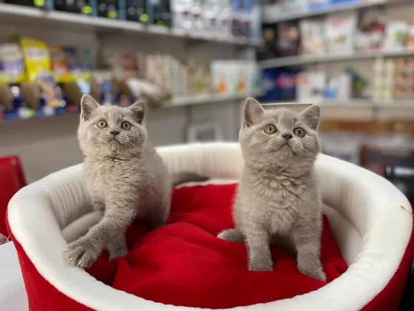 Muhteşeml Lilak British Shorthair Yavrular