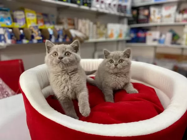 Muhteşeml Lilak British Shorthair Yavrular