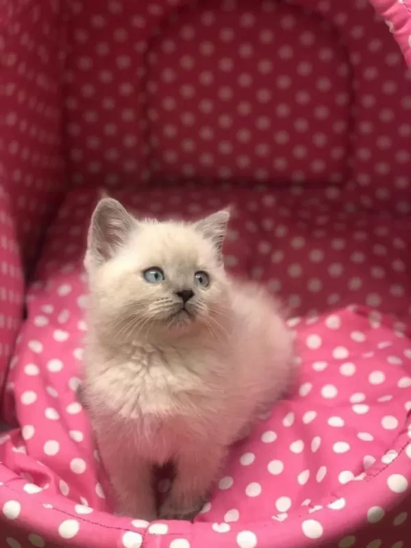 British Shorthair Blue Point Yavrularim