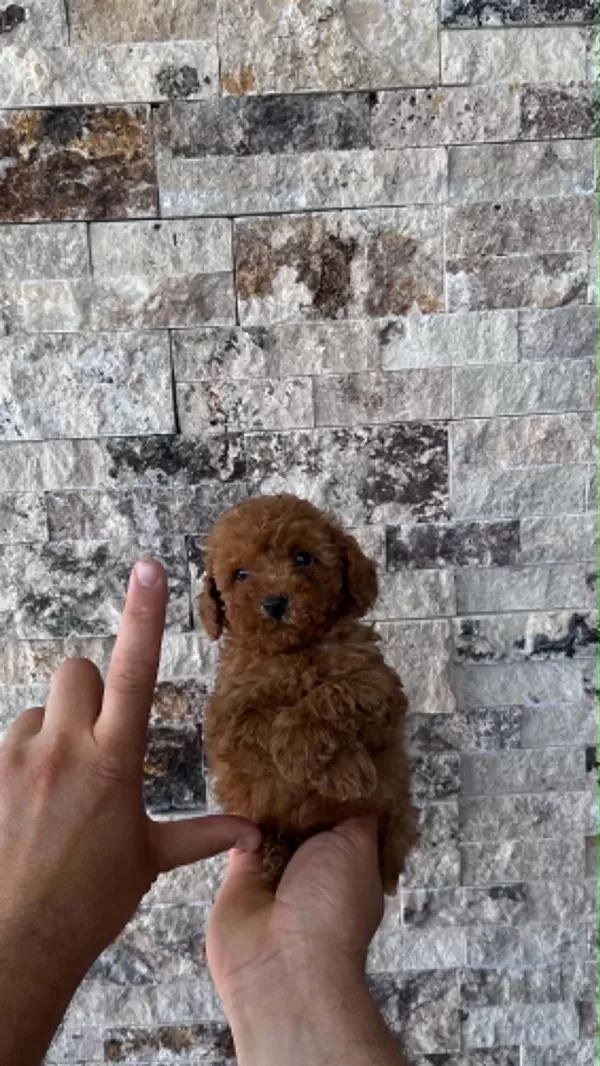 İrk Ve Sağlik Garantili Show Kalite Poodle Yavrular