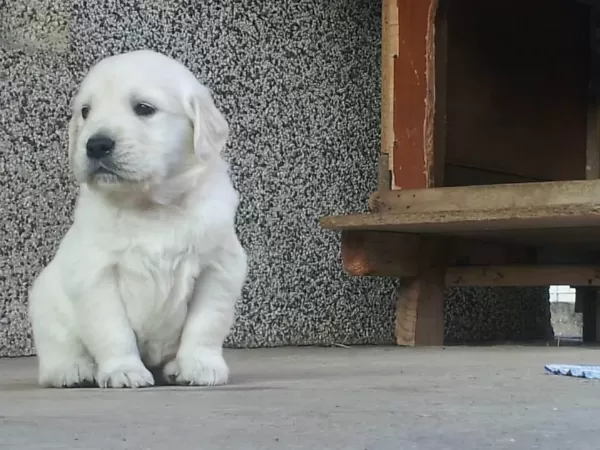 Golden Retriever Yavrulari