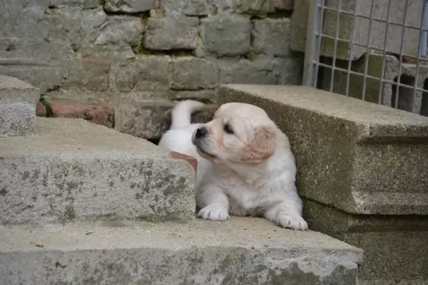Golden Retriever Yavrulari