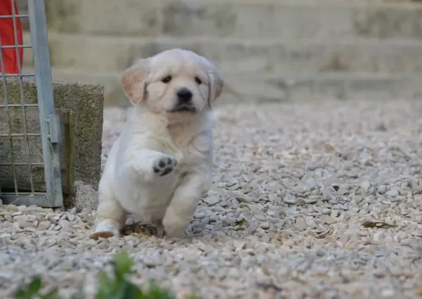 Golden Retriever Yavrulari
