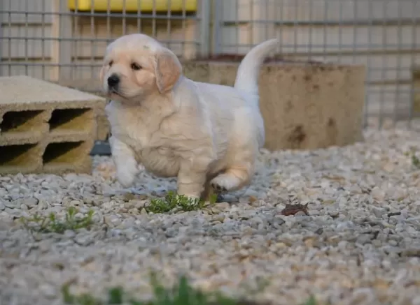 Golden Retriever Yavrulari