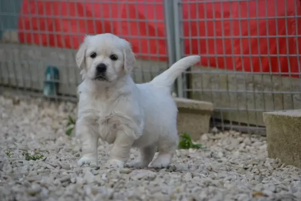 Golden Retriever Yavrulari