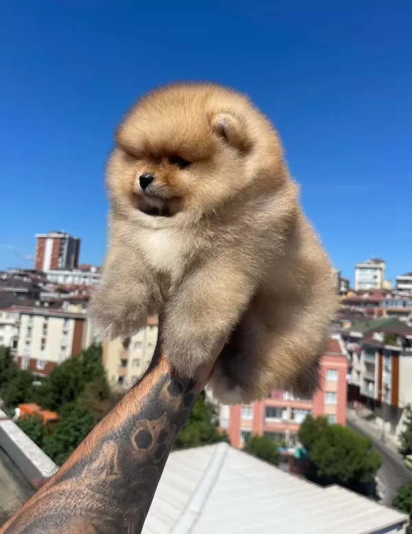 Ayı Surat Pomeranian Yavrular Korekan