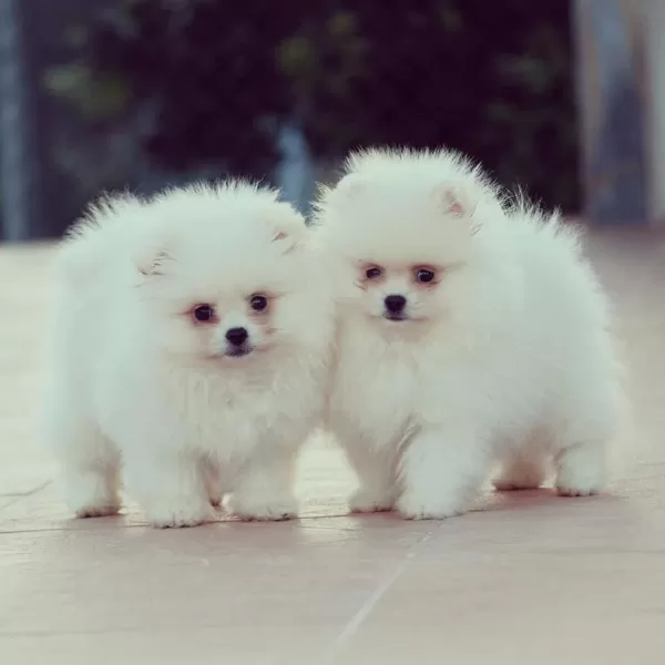 Teddy Bear Pomeranian Yavrulari