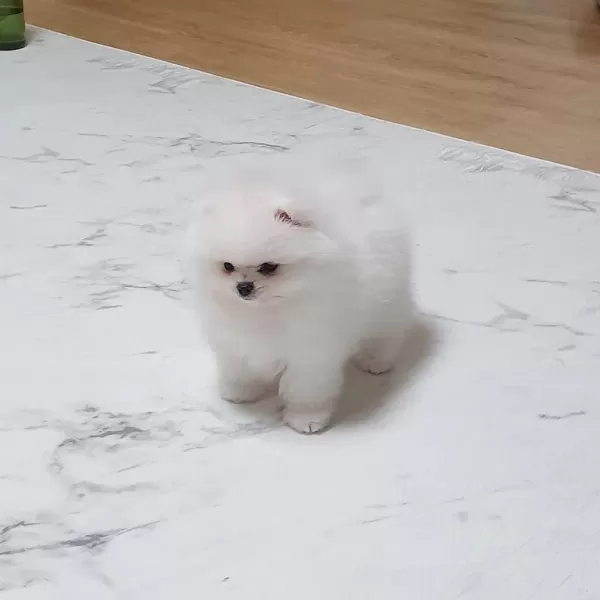 Teddy Bear Pomeranian Yavrulari