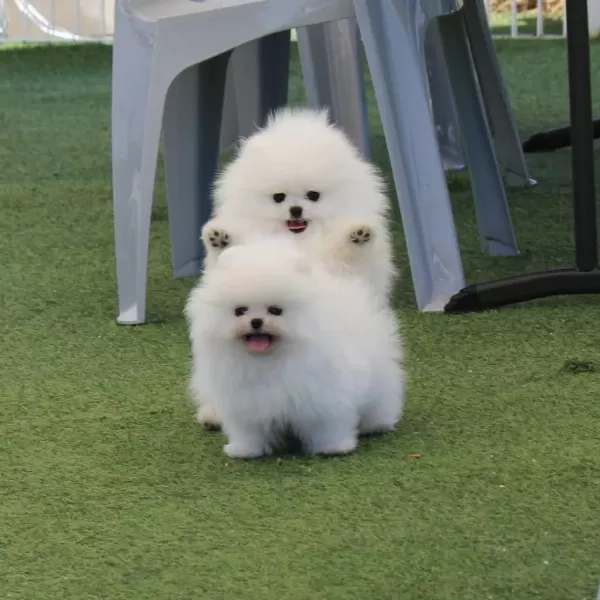 Teddy Bear Pomeranian Yavrulari