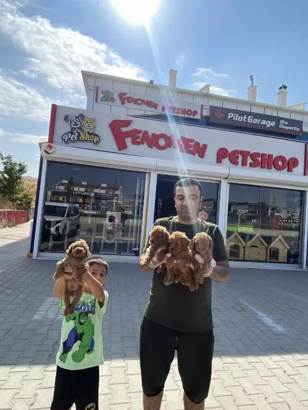 Maltese Yavrular Maltipo Ve Toy Poodle Yavrular Ankara