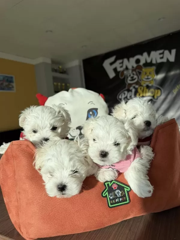 Maltese Yavrular Maltipo Ve Toy Poodle Yavrular Ankara