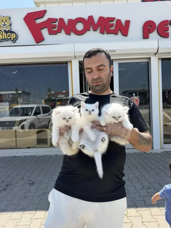 Shoooowwww Kalite Brıtısh Longhaır Yavrulr Ankara Mağaza
