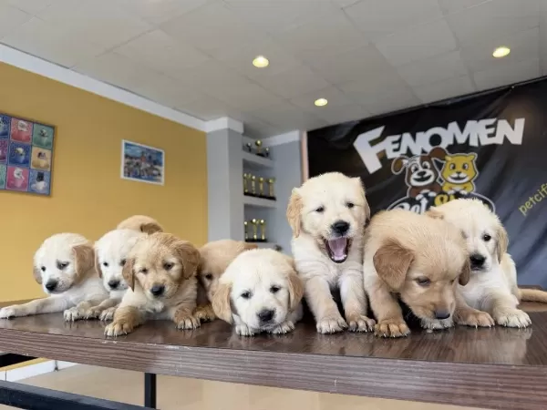 Baby Face Golden Retriewer Yavrulari Safkan Belgeli Ankara