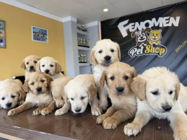 Baby Face Golden Retriewer Yavrulari Safkan Belgeli Ankara