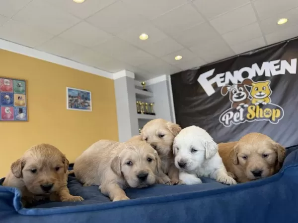 Baby Face Golden Retriewer Yavrulari Safkan Belgeli Ankara