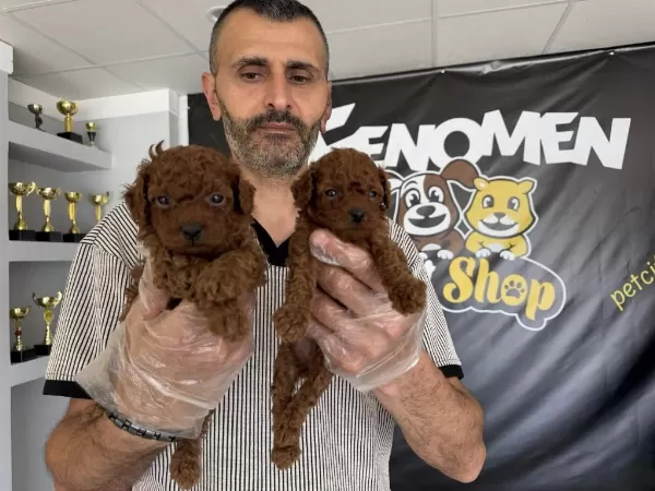 En Güzel Toy Poodle Yavrular Ankara Mağazamizda Görün