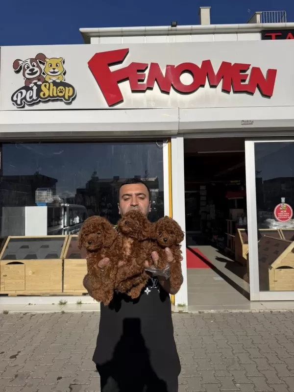 En Güzel Toy Poodle Yavrular Ankara Mağazamizda Görün