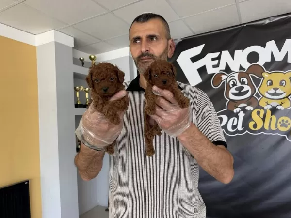 En Güzel Toy Poodle Yavrular Ankara Mağazamizda Görün