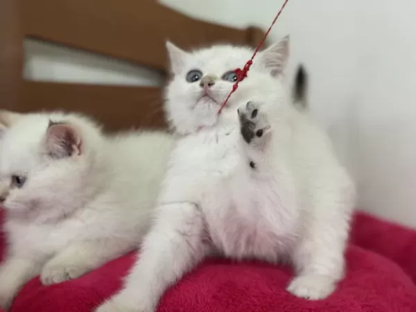 Profesyonel Ruhsatlı Çiftlikden British Shorthair