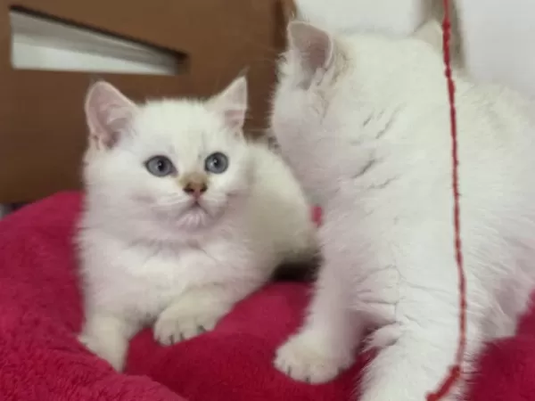 Profesyonel Ruhsatlı Çiftlikden British Shorthair