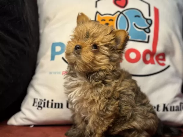 Nadir Olan Tea Cup Morkie Ler Ziyarete Açık