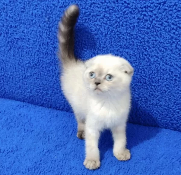 Teslime Hazir Mükemmel Bir Scottish Fold