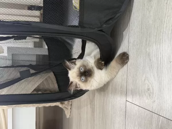 British Longhair Blue Point 3 Aylık Erkek