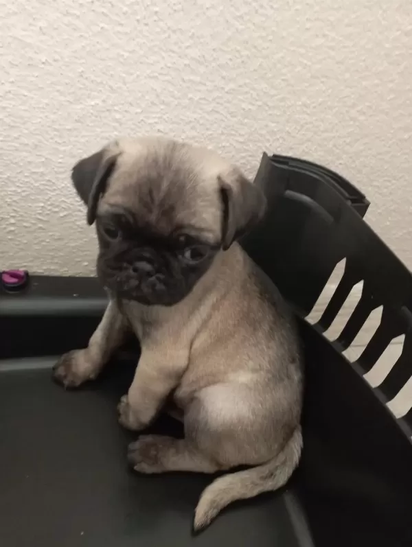 Sağlıklı Rifkisu Hazir Pug