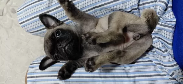 Sağlıklı Rifkisu Hazir Pug